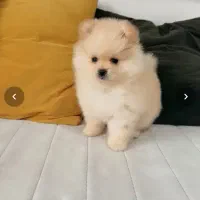 واگذاری پت خانگی