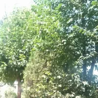 باغ انگور ،میم علی آباد