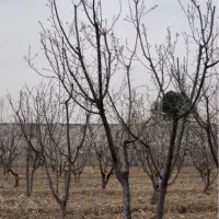 باغ-چهار-دیواری