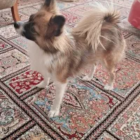 سگ پامر ماده چهار ساله