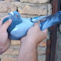 کفار پلاکی نر|پرنده|تهران, تختی|دیوار