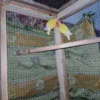 بندر ماهشهر جراحی چمران