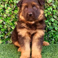 ژرمن فی 16|سگ|تهران, پارک شهر|دیوار