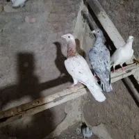 پرنده|پرنده|مشهد, قائم|دیوار