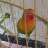 کوتوله برزیلی نر