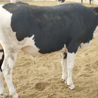 با سلام 6 عدد گوساله فروشی دارم