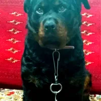 سگ ماده دوساله رتوایلر|سگ|شیروان (خراسان), |دیوار