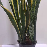 سانسوریا ابلق گلدان پر