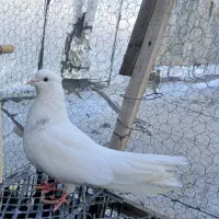 نر‌نقابی‌