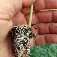 تولید و تامین انواع نشا