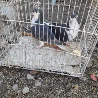 کبوتر ساده|پرنده|گنبد کاووس, |دیوار