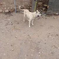 واگذاری سگ نرو ماده|سگ|شاهین دژ, |دیوار