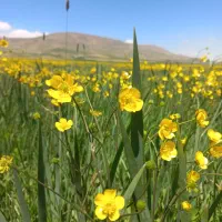 زمین کشاورزی