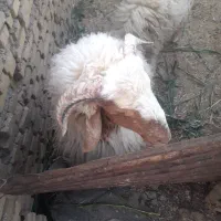 بستان|حیوانات مزرعه|اهواز, آریاشهر|دیوار