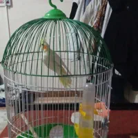 عروس هلندی