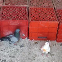 سبد شیری و ماستی