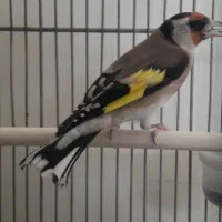 سهره ماده جوجه تویسرکان|پرنده|پردیس, فاز ۹|دیوار