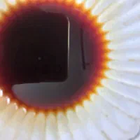 شیره انگور
