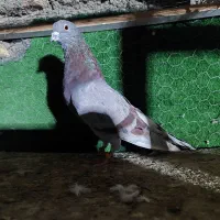 ک. بو. تر
