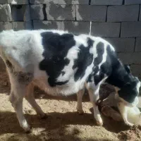 گاو و گوساله