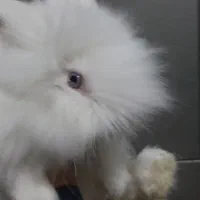 واگذاری خرگوش نر و ماده|موش و خرگوش|تهران, پرواز|دیوار