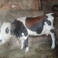 گاو و گوساله