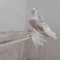 دوکت پرپا