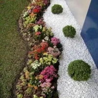 شمشاد طلایی ۱۹هزار|گل و گیاه طبیعی|ملارد, |دیوار