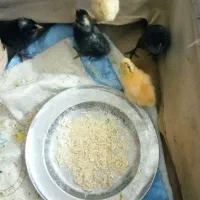 جوجه