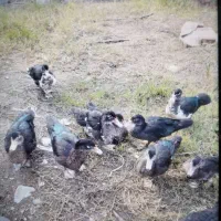 اردک اسراعیل