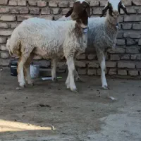 دو راس بره ماده قوچ خورده جنس درجه یک کله بور