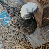 فروش مرغ و خروس لهستانی بسیار زیبا|حیوانات مزرعه|زرگرشهر, |دیوار