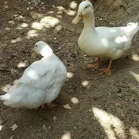 اردک تخمگذار