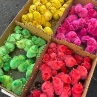 جوجه رنگی مرکزی