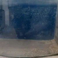 اکواریوم ماهی شیشه خم|ماهی|اردبیل, |دیوار