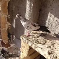 کفتر|پرنده|قم, شاد قلی|دیوار