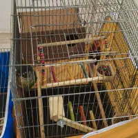 یک جفت گرینچیک سالم