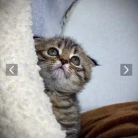 اسکاتیش های فولد جذاب