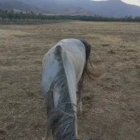 اسب شیش ساله اخته