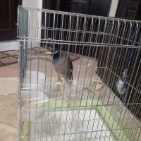 مرغ مینا دستی چشم ستاره ای پاکستانی اصل سخنگو