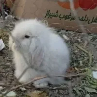 خرگوش لوپ