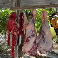 بره بزقاله میش