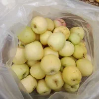 سیب درختی