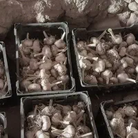 سیر درشت|خوردنی و آشامیدنی|سنقر, |دیوار
