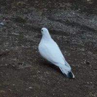 کبوتر
