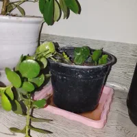 گل وخرس