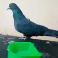 توجه متن بخون