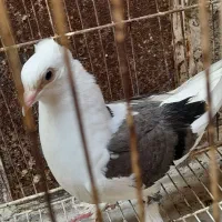 جوجه سوز هفتی