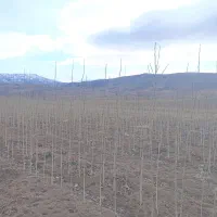 صنوبر|خدمات باغبانی و درختکاری|قصابه, |دیوار