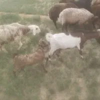 بز اسراییلی